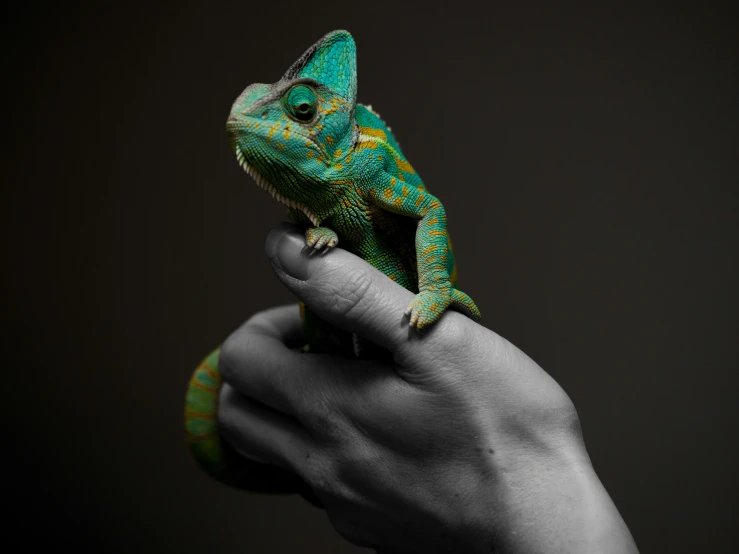 a person holding a small green chamelon