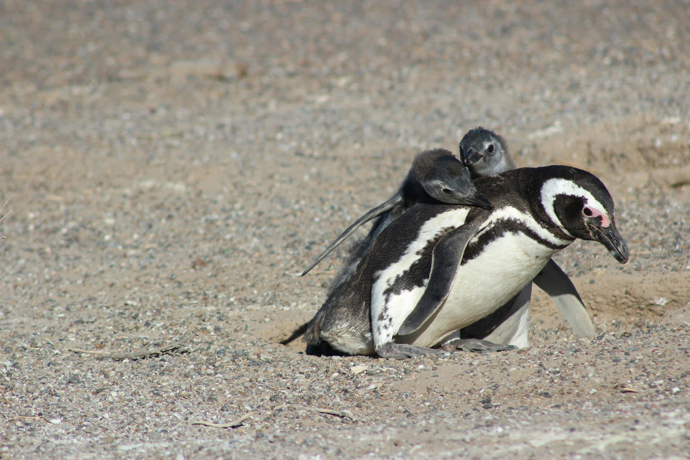 two penguins are touching beaks in the sand
