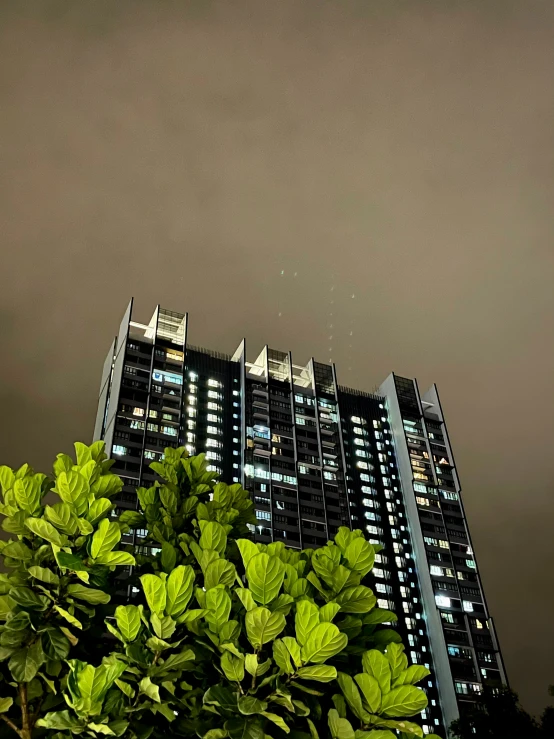 tall residential buildings with lights shine down and green leaves on the top of the plant