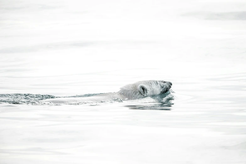 a large water buffalo floating in the water