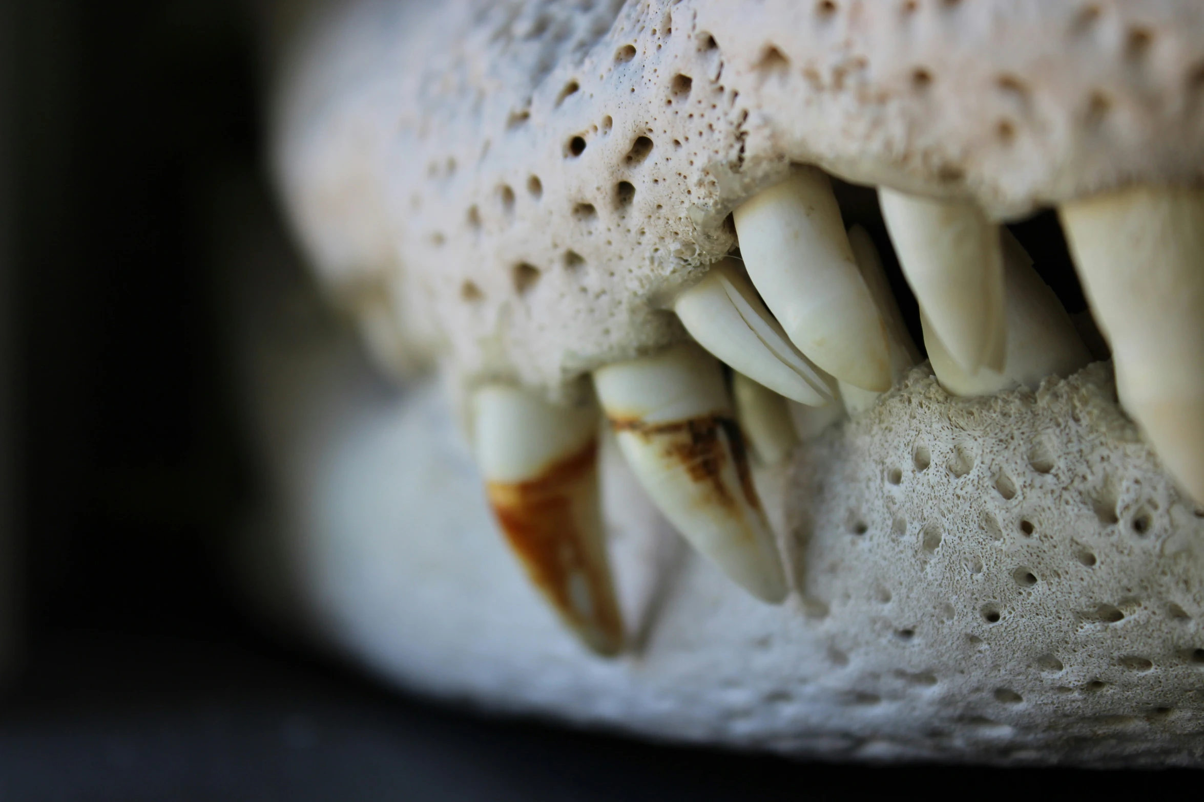 an animal's teeth and mouth make it look like the head of a horse