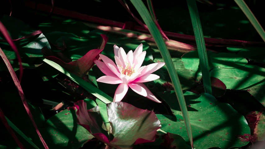 a pink lotus sits on top of water lilies