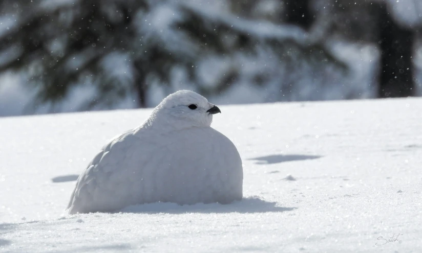 a snowy white bird sitting on the snow