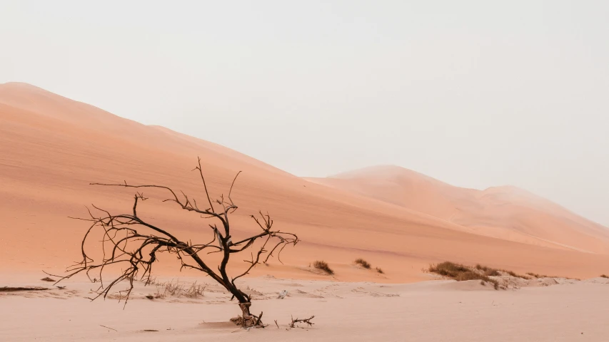 a barren desert area with a tree on it