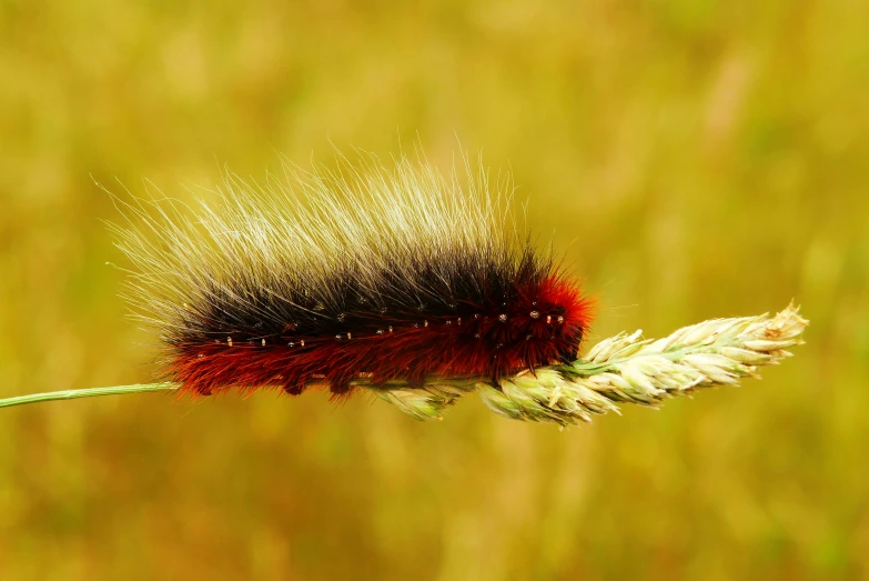 the insect is on top of a piece of grass