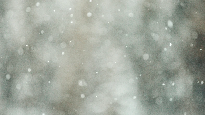 blurry image of snow on nches with trees in background