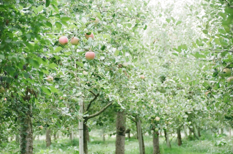 trees in an orchard are filled with apples