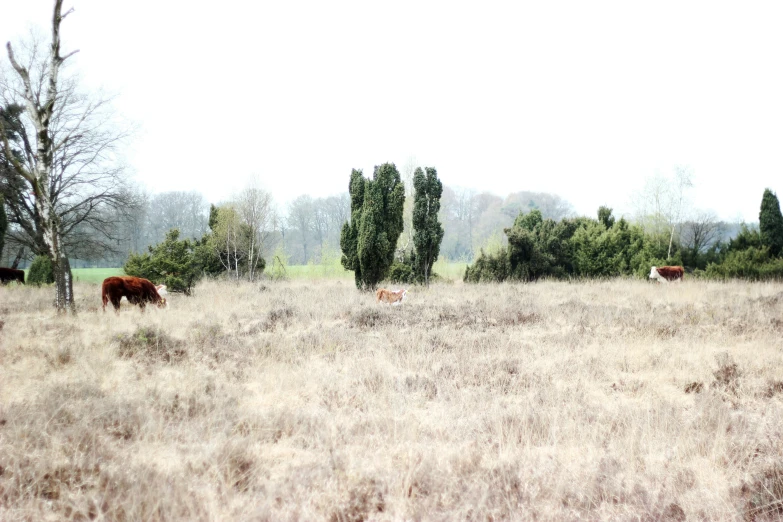 three cows that are grazing in a big field