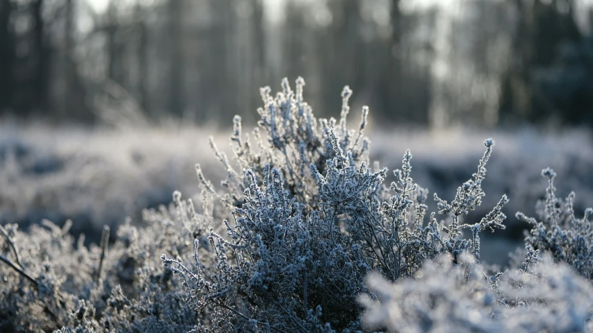 frost covered trees in the distance near many brush