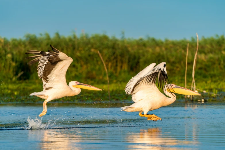 three birds in flight over a river with one landing