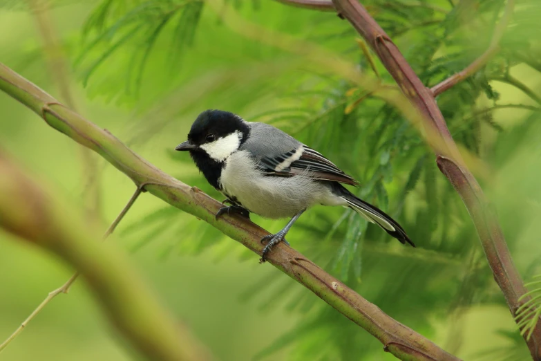 a small bird sitting on top of a tree nch