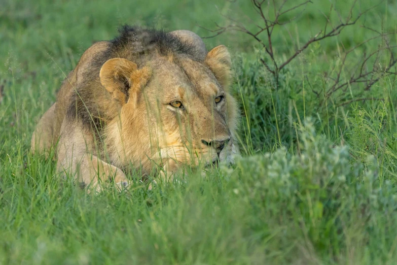 lion walking through tall grass on a sunny day