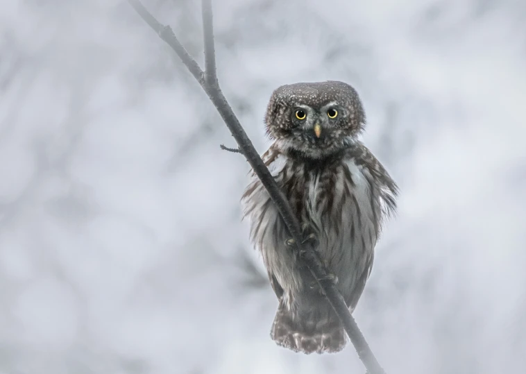 the owl is perched on the nch in the fog