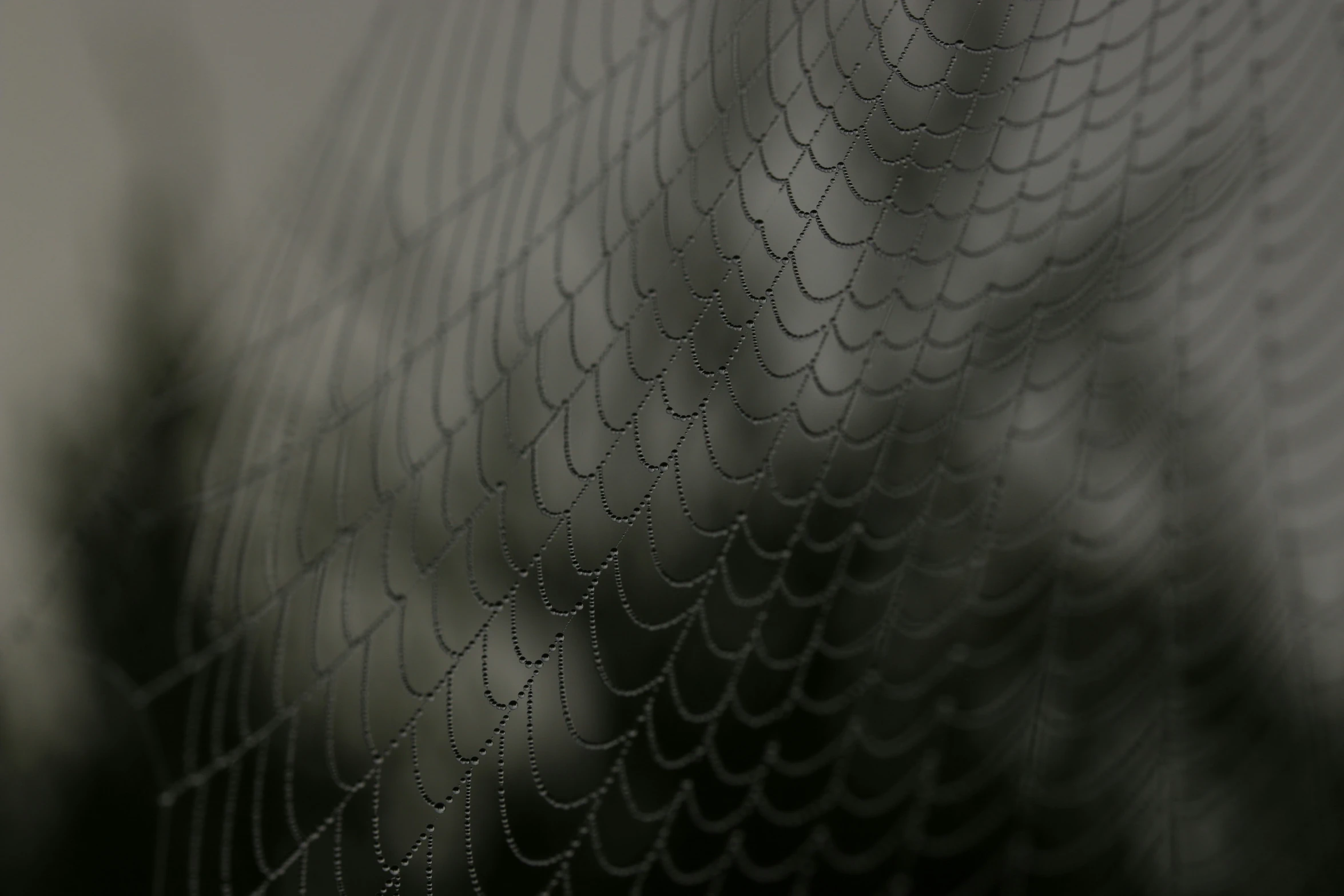 a blurry pograph of a spider web