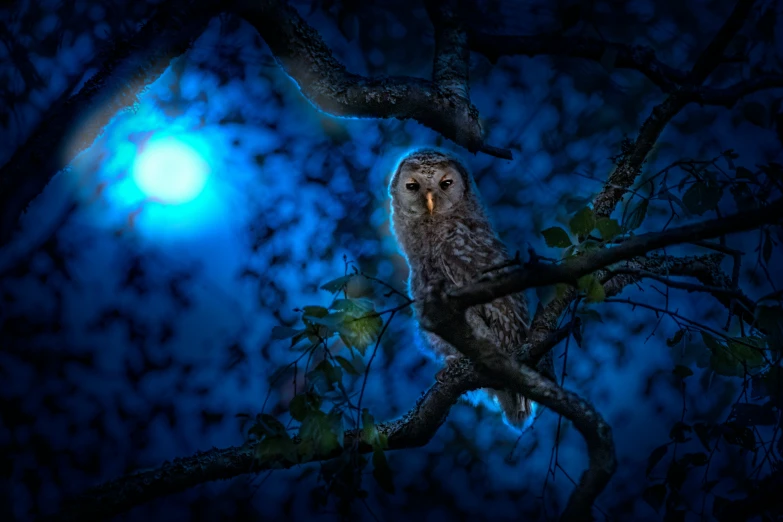 an owl is sitting in the tree at night