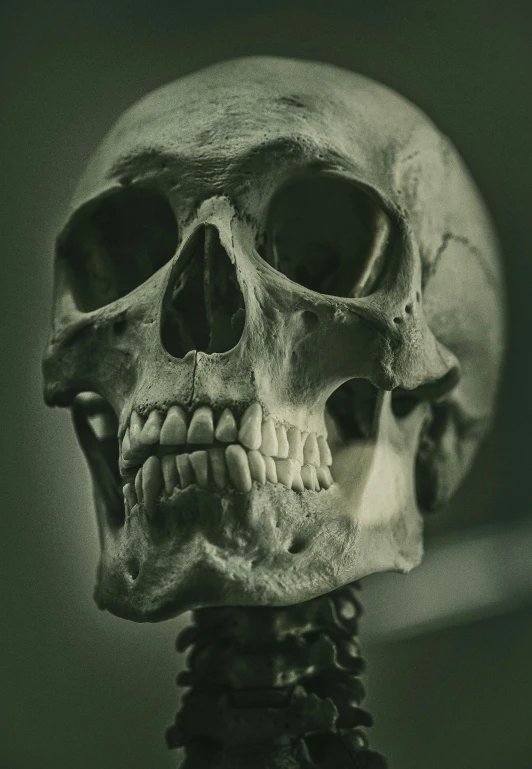 a full view of an old human skull