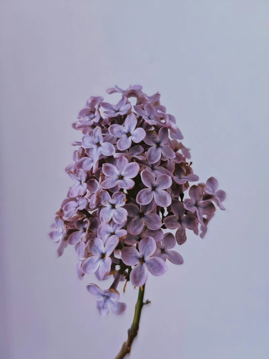 a close up picture of lilacs in a vase