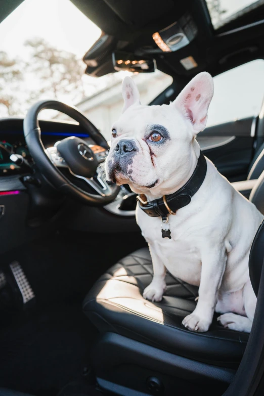 the dog is sitting in the car with the steering wheel