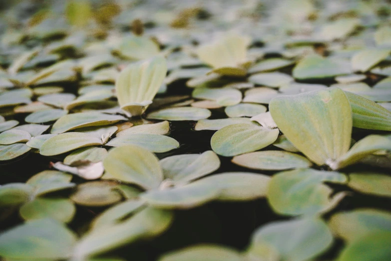 a po of a very green swamp with leaves