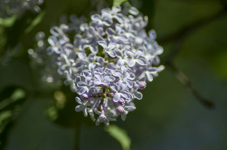 a small flower with purple petals growing out of it