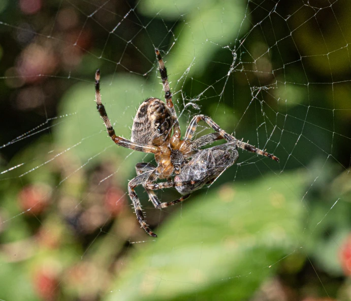 a spider in its web sits on the nch