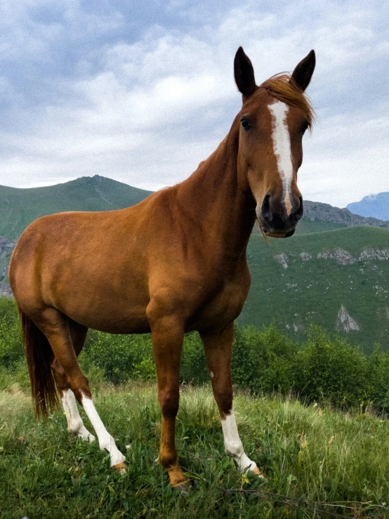 a brown horse standing in a lush green field