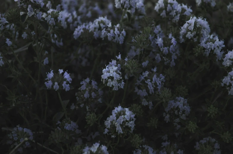a bunch of wild blue flowers growing near each other