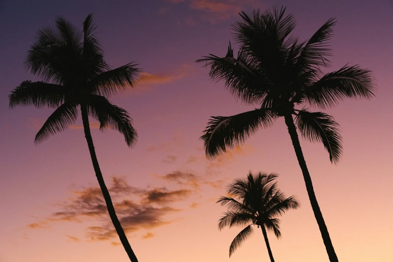 palm trees at sunset with pink and purple clouds in the background