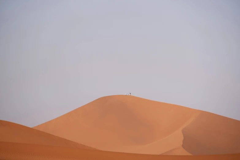 the lonely bird stands on top of a very big dune