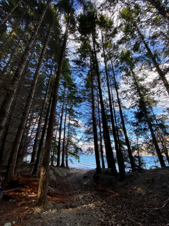 a small blue fire hydrant sitting between some trees