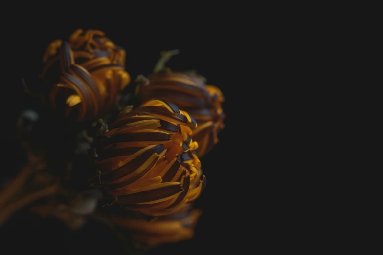 flowers are on a black background in the evening