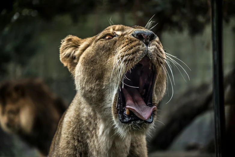 a big cat yawning while sitting down