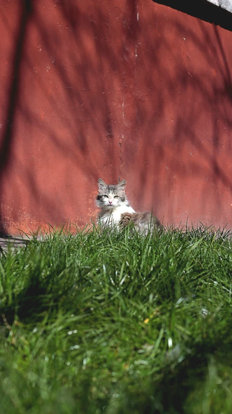 an image of a cat relaxing in the shade of a tree