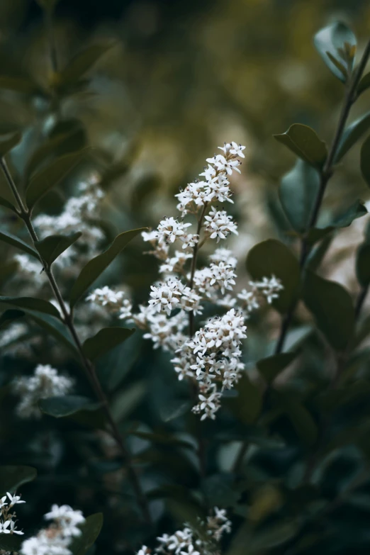 small flowers grow in the bush on an autumn day