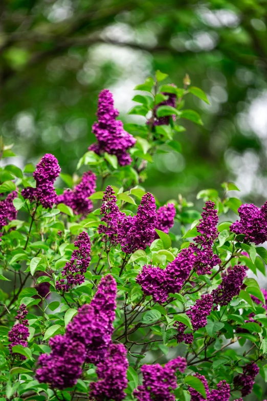 a bush filled with purple flowers sitting in front of some green leaves