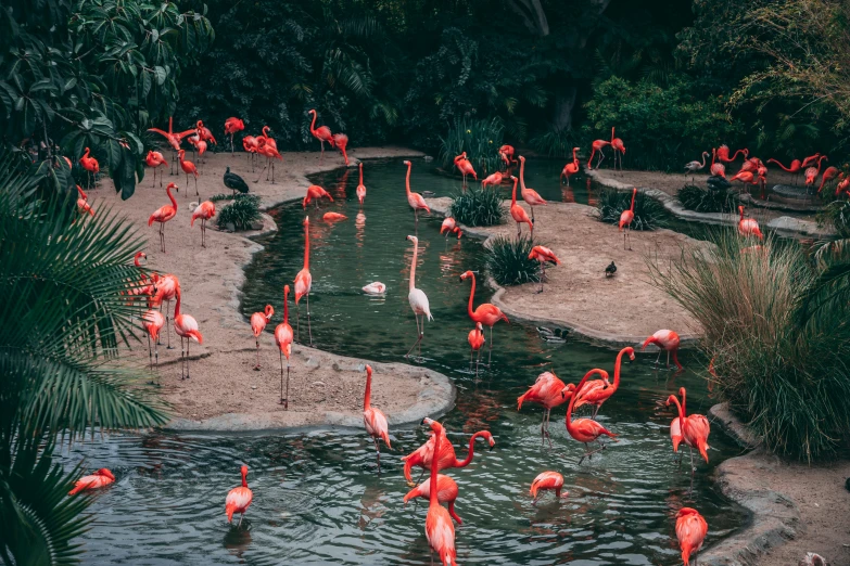 many flamingos are standing around in the water