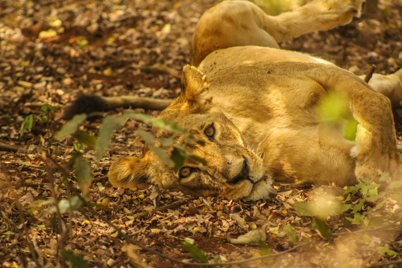 a lion lays on the ground in the brush