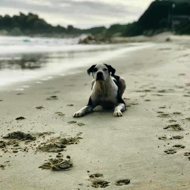 a dog sitting on a sandy beach near the ocean