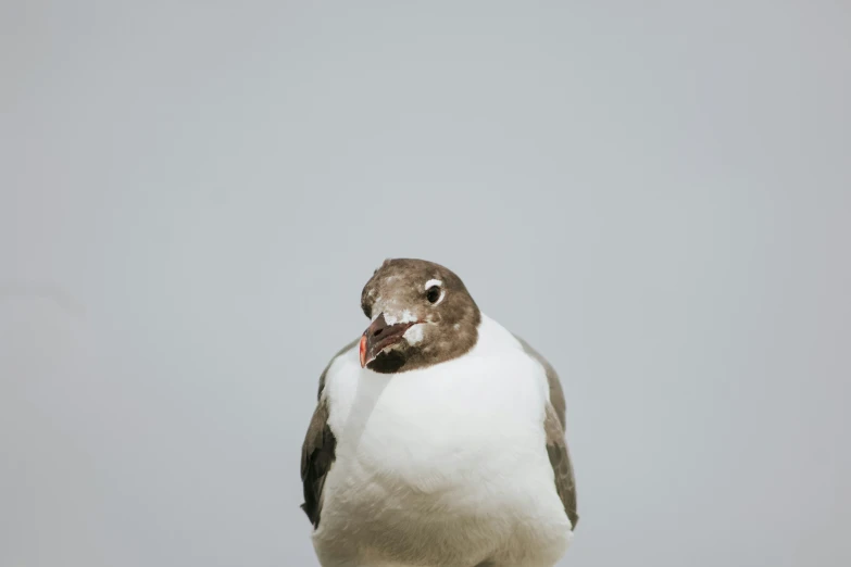 a seagull is sitting on top of a pole