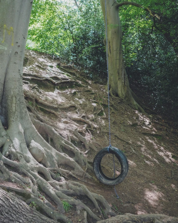 a tire is being hung on the tree by the chains