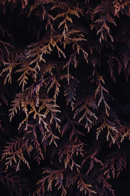 closeup of a green and red tree