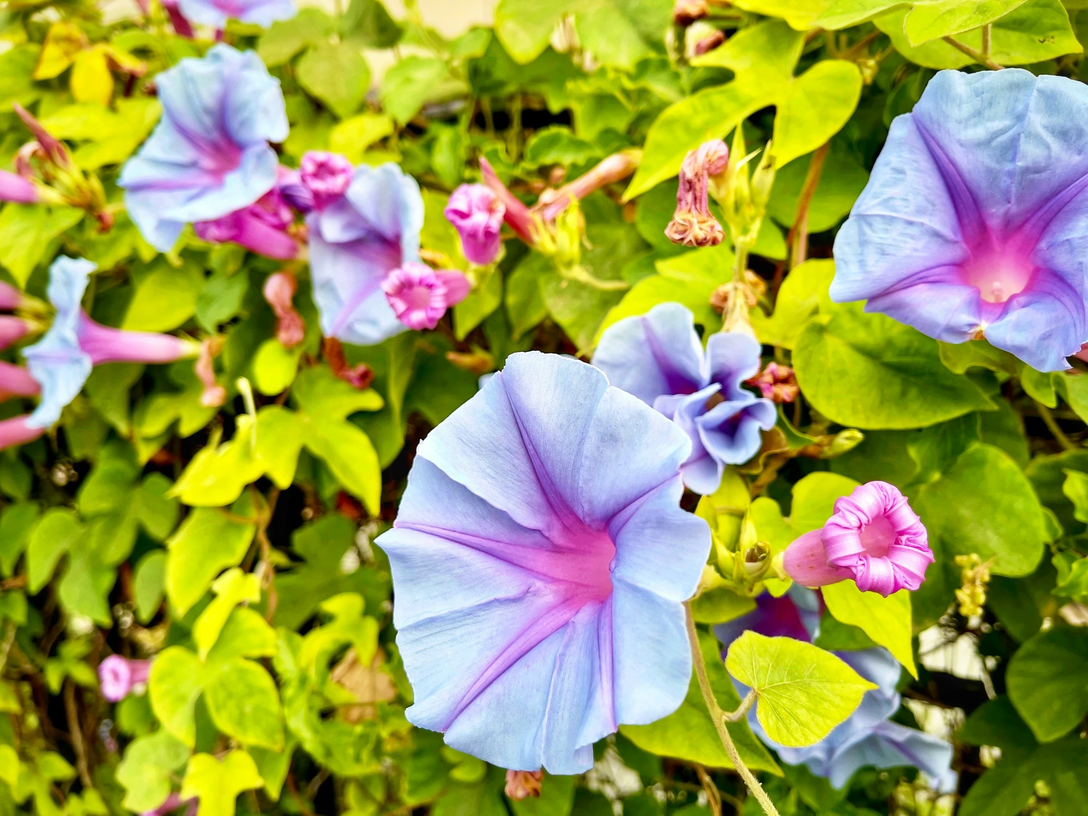 many blue flowers that are in some kind of bush