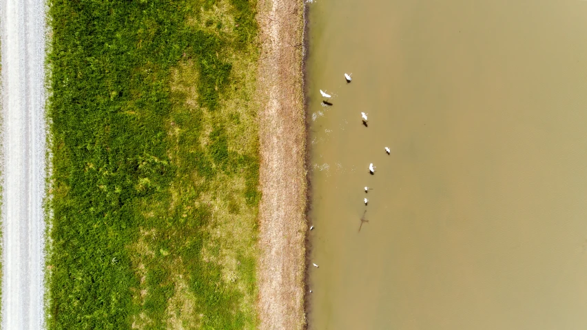 a po taken from the air looking down at a lake and some cattle