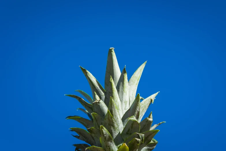 a pineapple is pictured against a bright blue sky