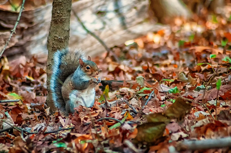 a squirrel is running around in the woods