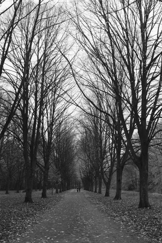 a dark road with trees and leaves in the fall