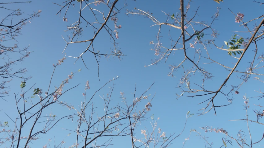 a clear, blue sky is seen through the nches of a tree