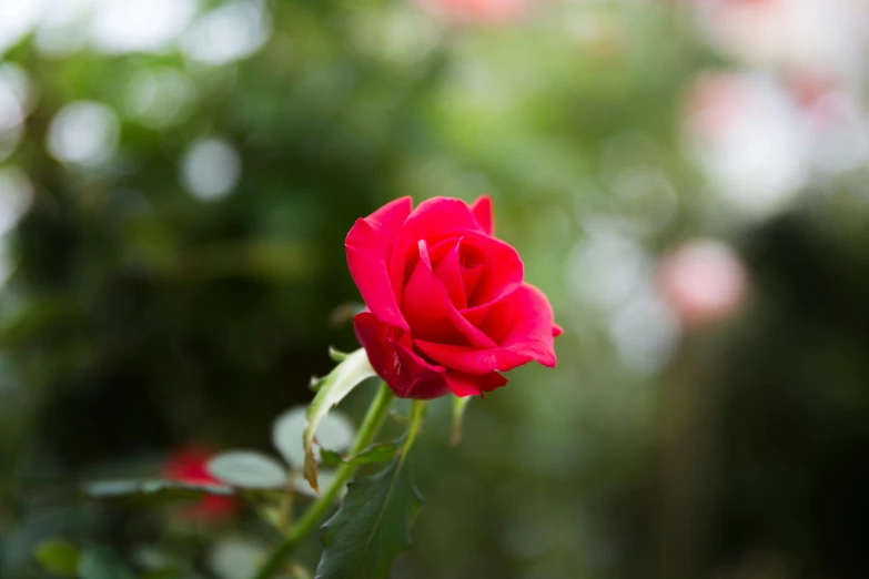 a red rose bud is on a stem