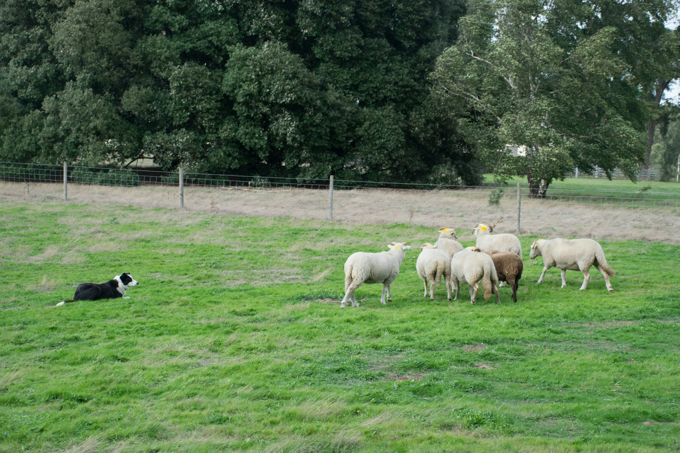 a dog looks over the top of some sheep