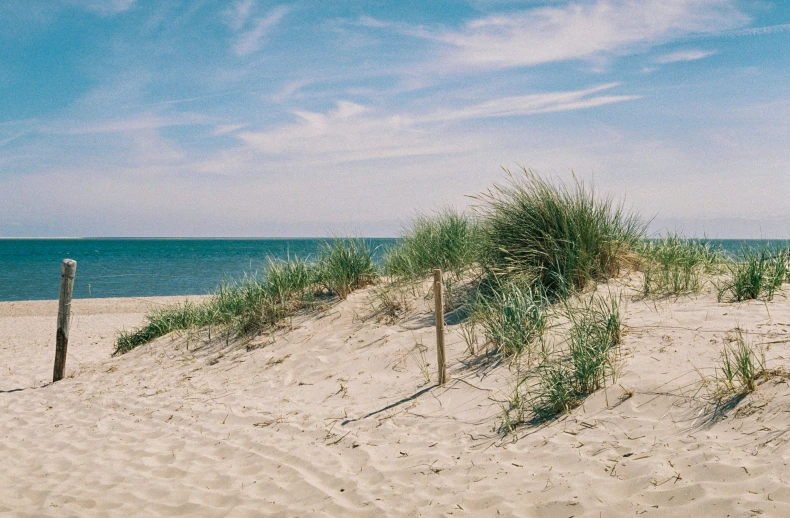 a small green plant in sand by the ocean